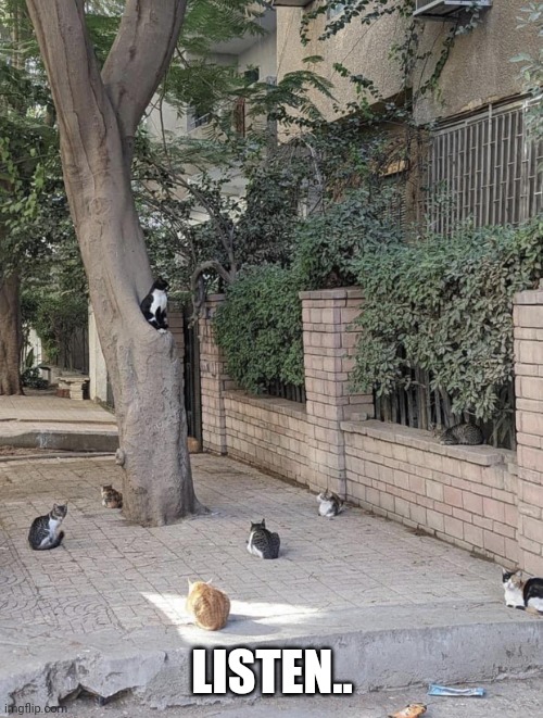 Cats Meeting | LISTEN.. | image tagged in cats meeting | made w/ Imgflip meme maker