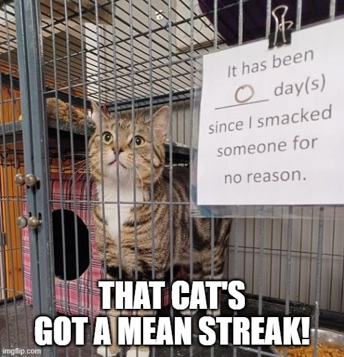 Smack | THAT CAT'S GOT A MEAN STREAK! | image tagged in funny cat | made w/ Imgflip meme maker