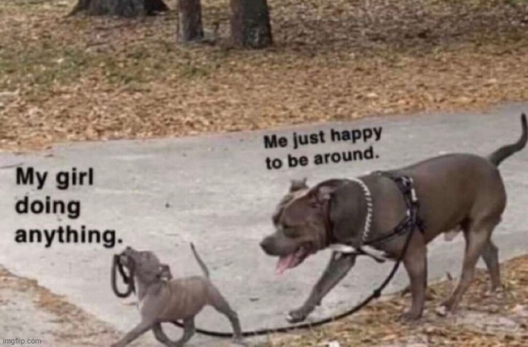 image tagged in dogs | made w/ Imgflip meme maker