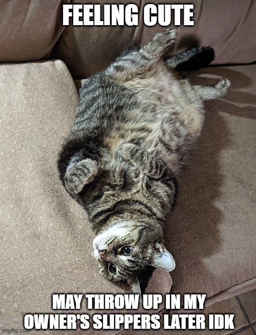 My favorite kitty | FEELING CUTE; MAY THROW UP IN MY OWNER'S SLIPPERS LATER IDK | image tagged in memes,cat,bubastis,feeling cute,throw up,original photo | made w/ Imgflip meme maker