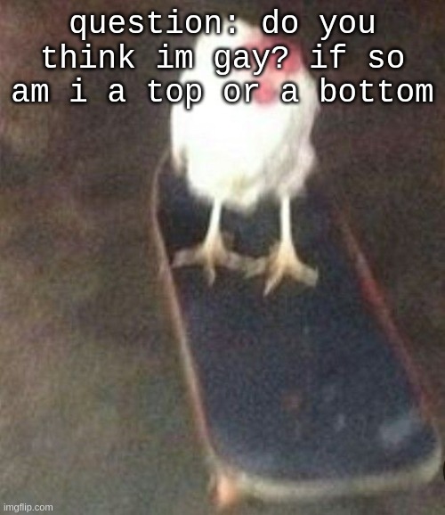 if ur right ill do nothing | question: do you think im gay? if so am i a top or a bottom | image tagged in dog on skateboard | made w/ Imgflip meme maker