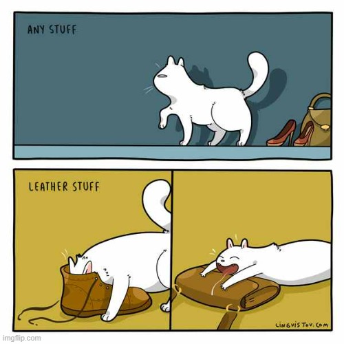 A Cats Way Of Thinking | image tagged in memes,comics,cats,leather,stuff,reaction | made w/ Imgflip meme maker