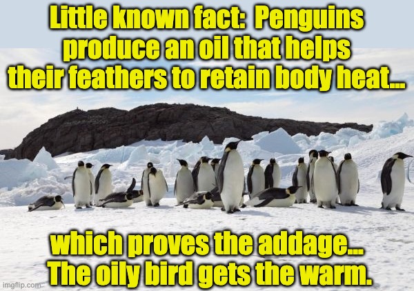 Submitted oily in the morning | Little known fact:  Penguins produce an oil that helps their feathers to retain body heat... which proves the addage...  The oily bird gets the warm. | image tagged in bad pun | made w/ Imgflip meme maker