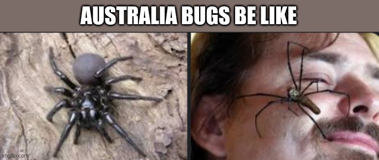 AUSTRALIA BUGS BE LIKE | made w/ Imgflip meme maker