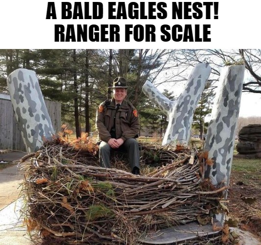 A bald eagles nest. | A BALD EAGLES NEST!
RANGER FOR SCALE | image tagged in a bald eagles nest,kewlew | made w/ Imgflip meme maker