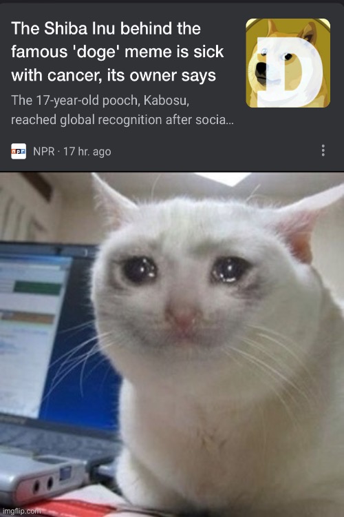 i forgot to submit this | image tagged in crying cat,doge,memes,funny,funny memes,gifs | made w/ Imgflip meme maker