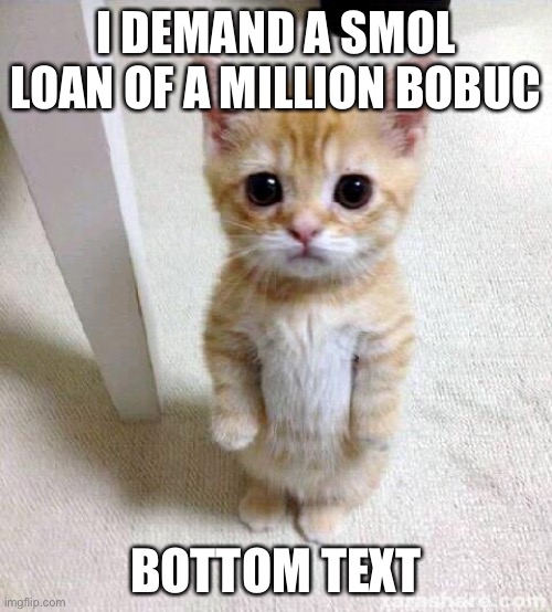 A loan of a million bobuc | I DEMAND A SMOL LOAN OF A MILLION BOBUC; BOTTOM TEXT | image tagged in memes,cute cat,bobuc | made w/ Imgflip meme maker