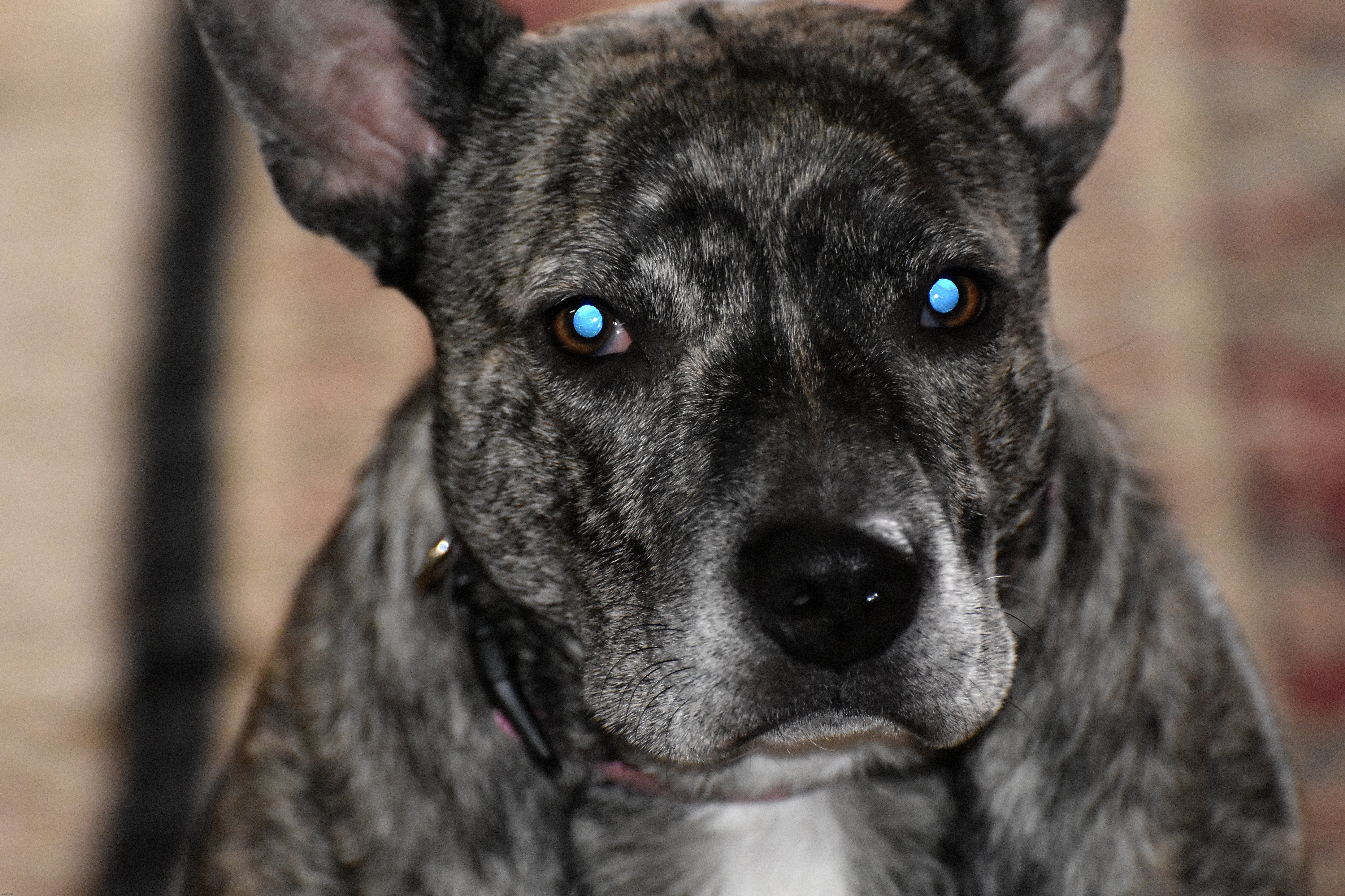 my sons dog missy | image tagged in missy,grand dog | made w/ Imgflip meme maker