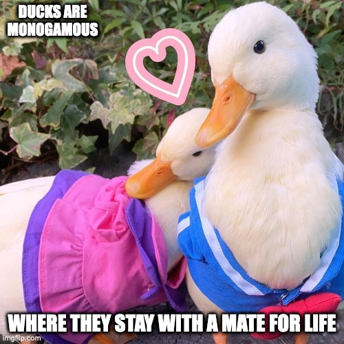 Duck Couple | DUCKS ARE MONOGAMOUS; WHERE THEY STAY WITH A MATE FOR LIFE | image tagged in duck,memes | made w/ Imgflip meme maker