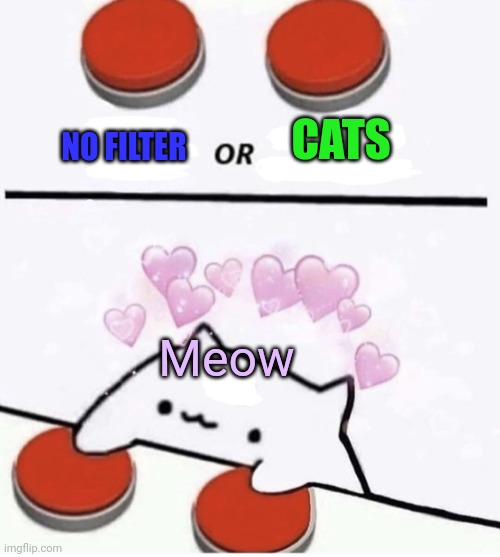 Cat pressing two buttons | NO FILTER CATS Meow | image tagged in cat pressing two buttons | made w/ Imgflip meme maker