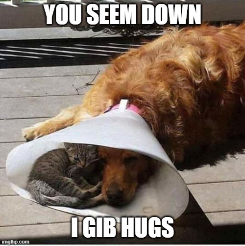 A friend in need | YOU SEEM DOWN; I GIB HUGS | image tagged in a friend in need | made w/ Imgflip meme maker