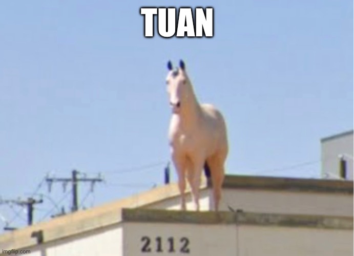 Tuan | TUAN | image tagged in horse,juan | made w/ Imgflip meme maker