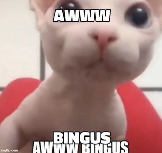 awww bingus | image tagged in awww bingus | made w/ Imgflip meme maker