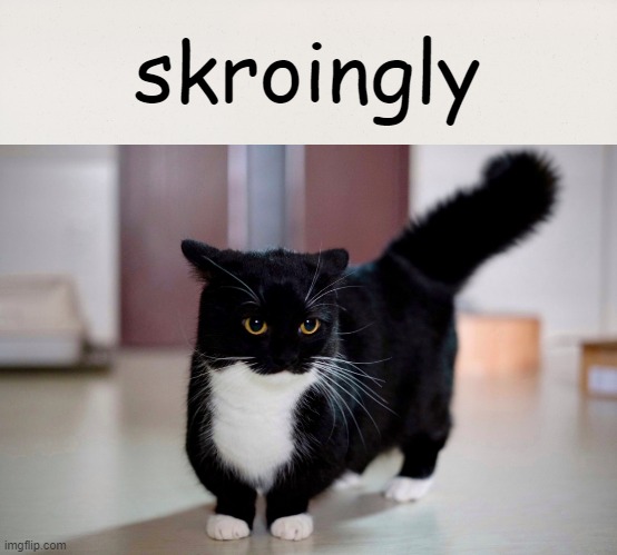 skroingly | skroingly | image tagged in cats,memes,gen z humor | made w/ Imgflip meme maker