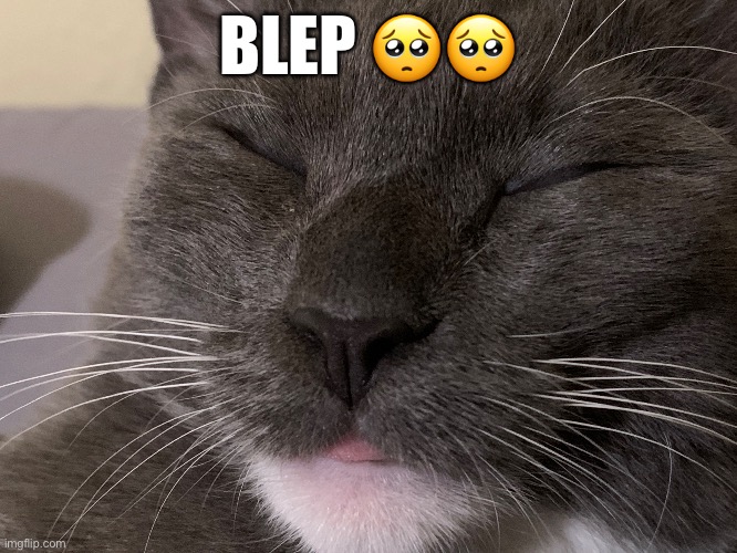 AHHHHHH CUTEEEE | BLEP 🥺🥺 | made w/ Imgflip meme maker