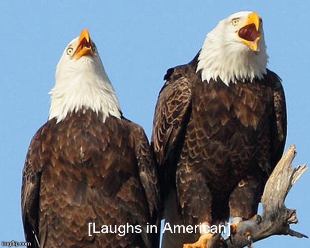 laughs in american | image tagged in laughs in american,eagles,bald eagle,america,merica,american | made w/ Imgflip meme maker