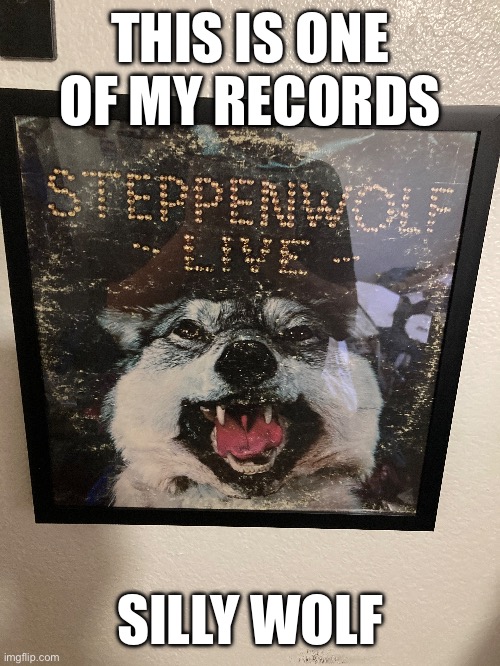 THIS IS ONE OF MY RECORDS; SILLY WOLF | made w/ Imgflip meme maker