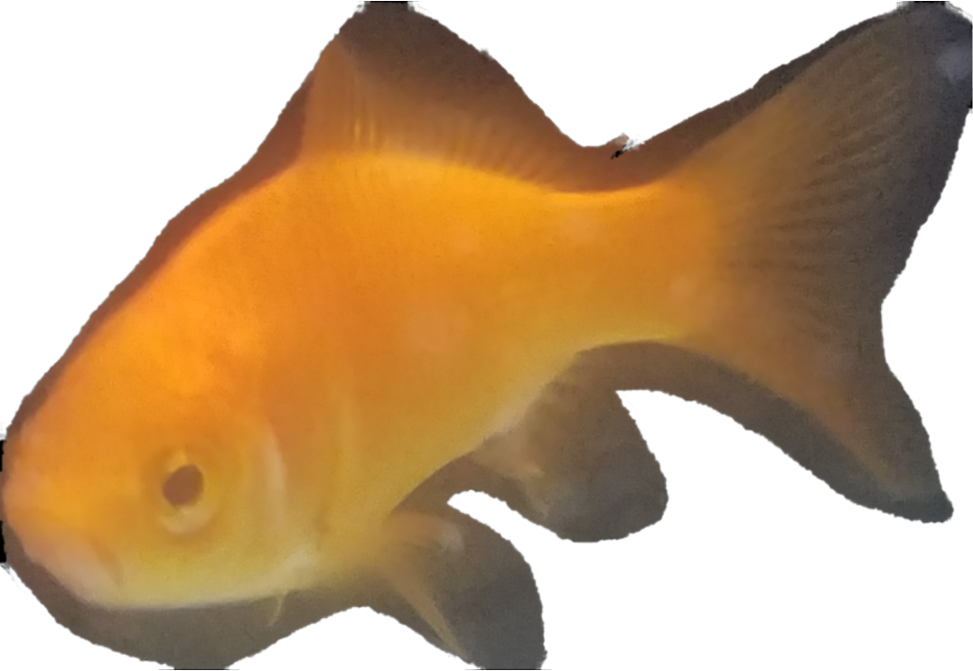 High Quality Goldie the Fish Blank Meme Template
