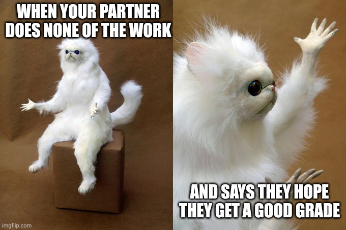 ? | WHEN YOUR PARTNER DOES NONE OF THE WORK; AND SAYS THEY HOPE THEY GET A GOOD GRADE | image tagged in memes,persian cat room guardian,funny,funny memes,cats,school | made w/ Imgflip meme maker