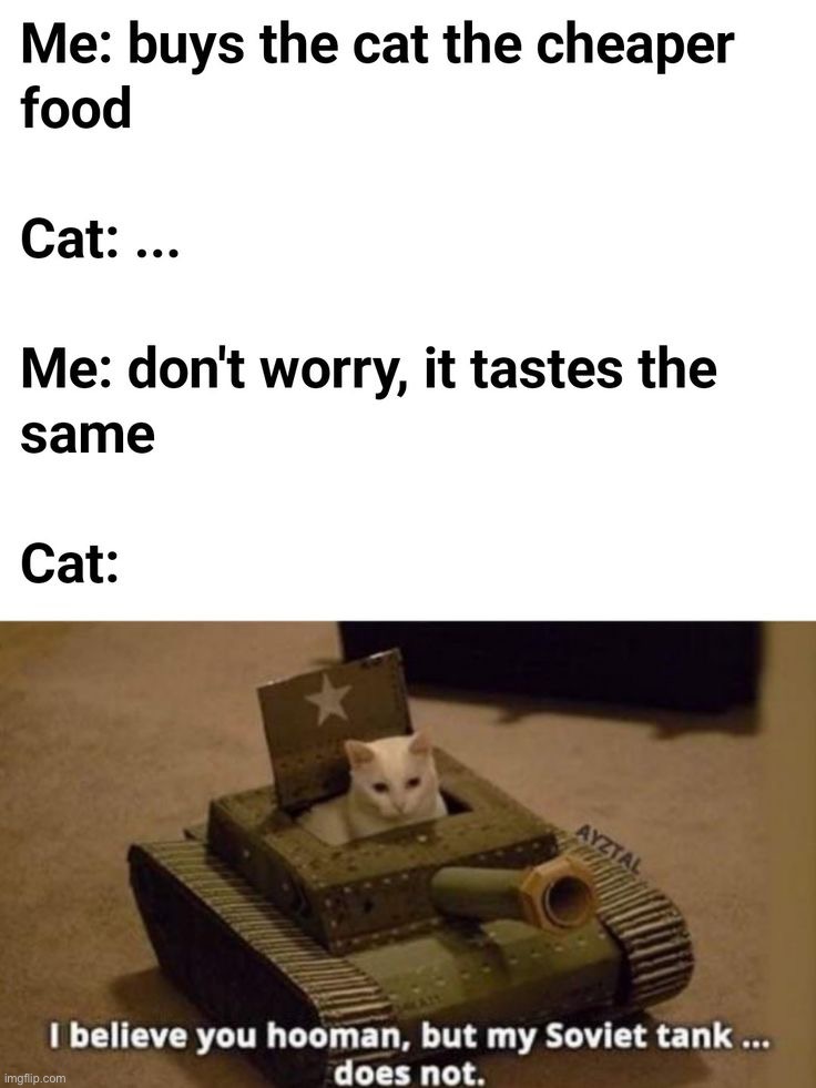 image tagged in memes,funny,cats | made w/ Imgflip meme maker