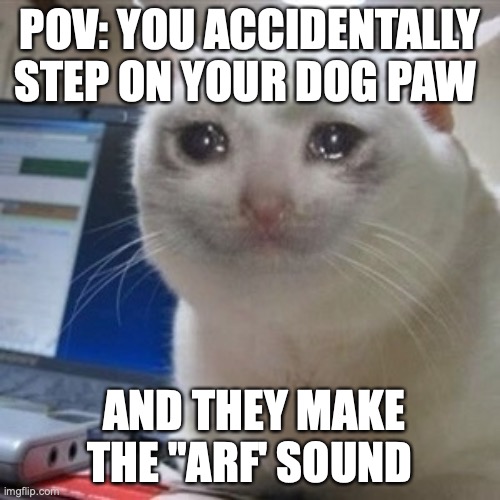 I'm sorry | POV: YOU ACCIDENTALLY STEP ON YOUR DOG PAW; AND THEY MAKE THE "ARF' SOUND | image tagged in crying cat | made w/ Imgflip meme maker