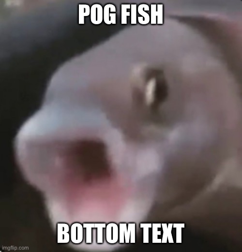 Poggers Fish | POG FISH; BOTTOM TEXT | image tagged in poggers fish,fish,pog,bottom text | made w/ Imgflip meme maker