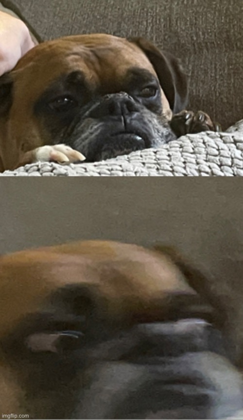 I took a picture of me dog twice, I took a good one, and the “oh sh#t” face | image tagged in oh shit | made w/ Imgflip meme maker