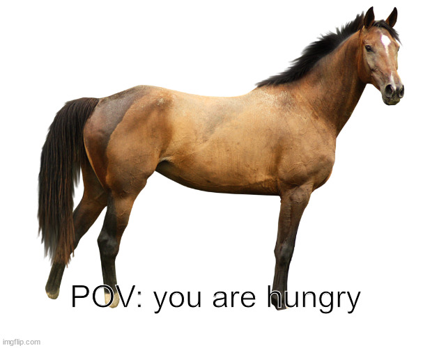 POV: you are hungrey | POV: you are hungry | image tagged in horse,memes,pov | made w/ Imgflip meme maker