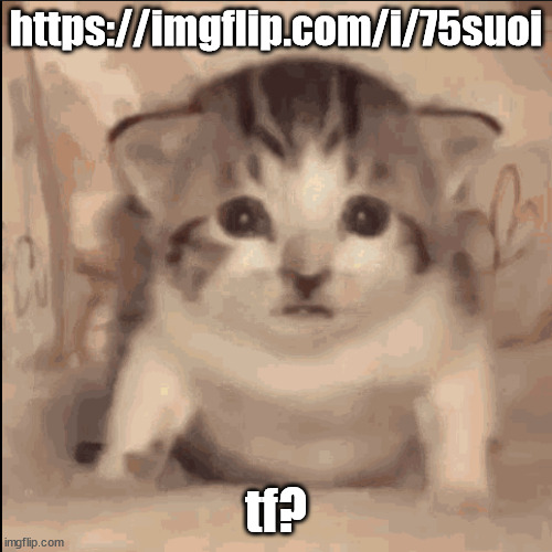 https://imgflip.com/i/75suoi; tf? | made w/ Imgflip meme maker