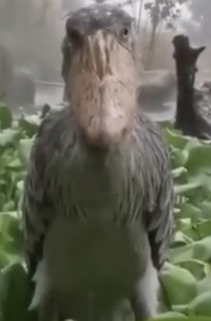Shoebill Blank Meme Template