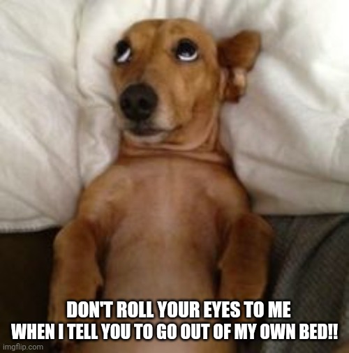 Dog In Bed | DON'T ROLL YOUR EYES TO ME; WHEN I TELL YOU TO GO OUT OF MY OWN BED!! | image tagged in dog in bed | made w/ Imgflip meme maker