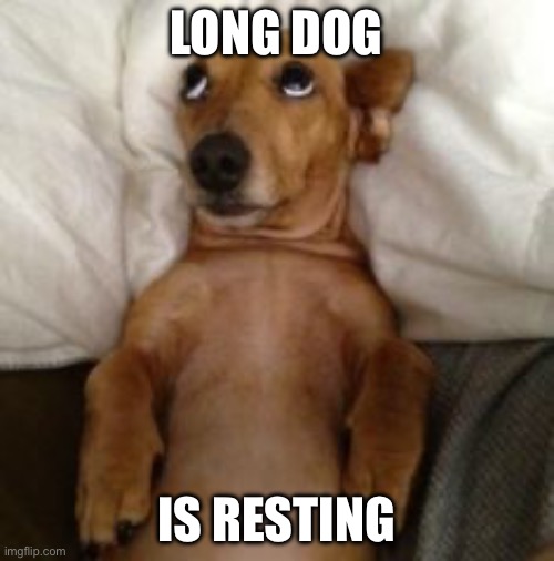 Long dog | LONG DOG IS RESTING | image tagged in dog in bed,interesting | made w/ Imgflip meme maker