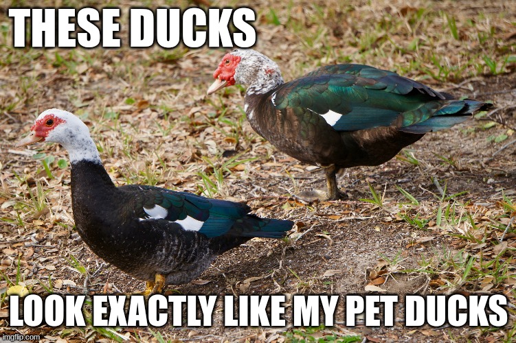 These are muscovy pictures I found online | THESE DUCKS; LOOK EXACTLY LIKE MY PET DUCKS | made w/ Imgflip meme maker