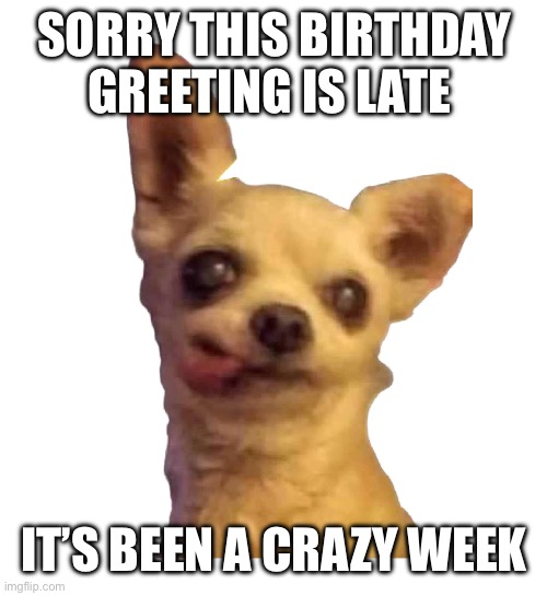 Ugly Dog | SORRY THIS BIRTHDAY GREETING IS LATE; IT’S BEEN A CRAZY WEEK | image tagged in ugly dog | made w/ Imgflip meme maker