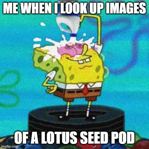 look it up with caution |  ME WHEN I LOOK UP IMAGES; OF A LOTUS SEED POD | image tagged in bleach | made w/ Imgflip meme maker