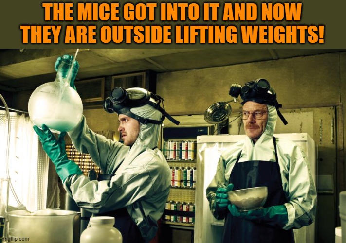 THE MICE GOT INTO IT AND NOW THEY ARE OUTSIDE LIFTING WEIGHTS! | made w/ Imgflip meme maker