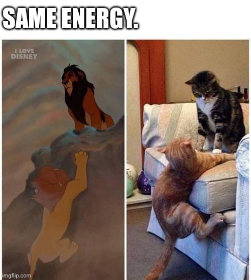 ‌ | image tagged in cats | made w/ Imgflip meme maker