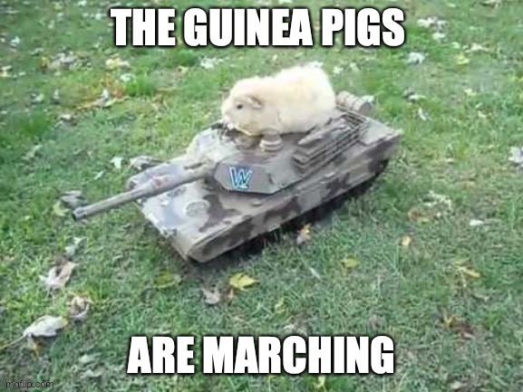 the guinea pigs are marching | image tagged in the guinea pigs are marching | made w/ Imgflip meme maker