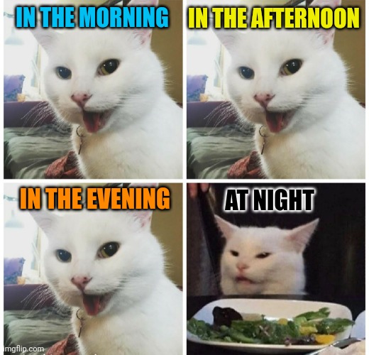 Night is just different | IN THE MORNING; IN THE AFTERNOON; IN THE EVENING; AT NIGHT | image tagged in cat,english | made w/ Imgflip meme maker