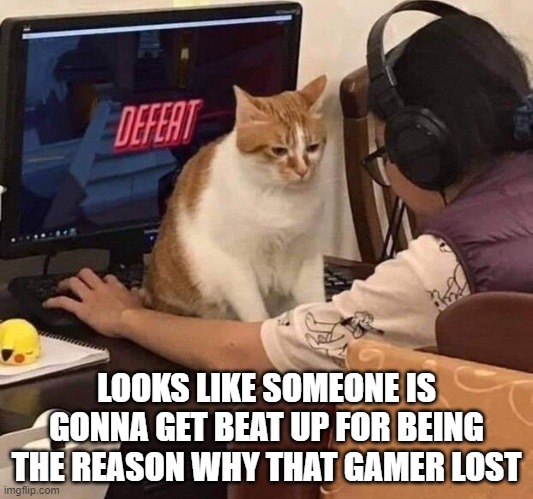 LOOKS LIKE SOMEONE IS GONNA GET BEAT UP FOR BEING THE REASON WHY THAT GAMER LOST | image tagged in cats | made w/ Imgflip meme maker