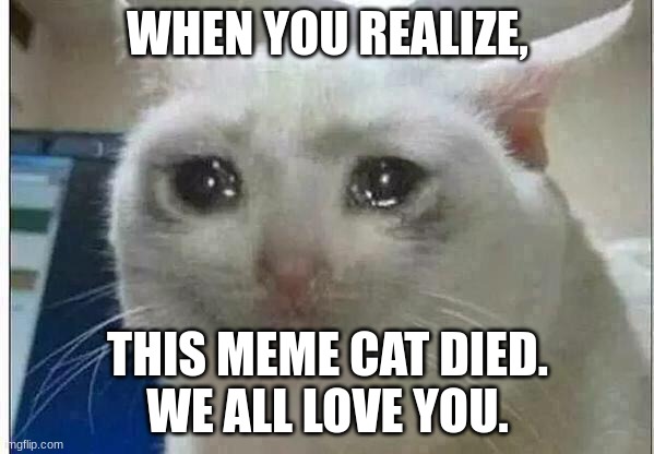 crying cat | WHEN YOU REALIZE, THIS MEME CAT DIED.


WE ALL LOVE YOU. | image tagged in crying cat | made w/ Imgflip meme maker