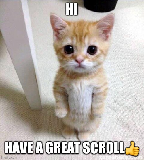 Cute Cat Meme | HI; HAVE A GREAT SCROLL👍 | image tagged in memes,cute cat | made w/ Imgflip meme maker