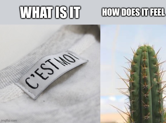 WHAT IS IT; HOW DOES IT FEEL | image tagged in memes,funny,cactus | made w/ Imgflip meme maker