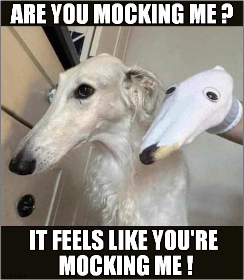 One Suspicious Dog ! | ARE YOU MOCKING ME ? IT FEELS LIKE YOU'RE
 MOCKING ME ! | image tagged in dogs,suspicious,mocking | made w/ Imgflip meme maker