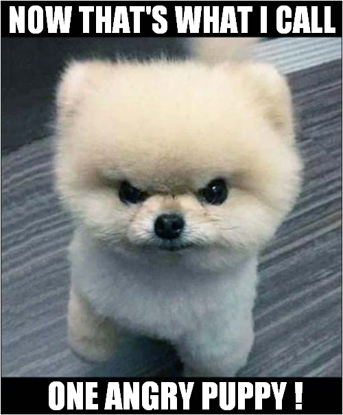 Be Afraid, Very Afraid ! | NOW THAT'S WHAT I CALL; ONE ANGRY PUPPY ! | image tagged in dogs,puppy,be afraid,now thats what i call,angry | made w/ Imgflip meme maker