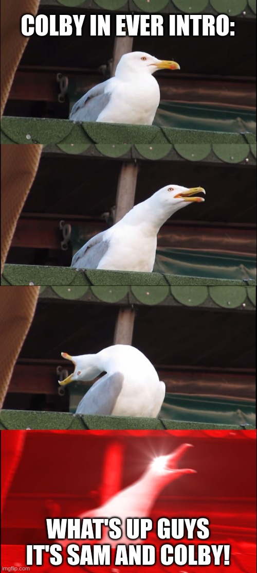 Inhaling Seagull Meme | COLBY IN EVER INTRO:; WHAT'S UP GUYS IT'S SAM AND COLBY! | image tagged in memes,inhaling seagull | made w/ Imgflip meme maker