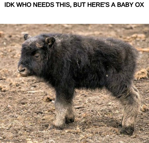  IDK WHO NEEDS THIS, BUT HERE'S A BABY OX | image tagged in skeptical baby,cute,adorable,cute animals,small,horns | made w/ Imgflip meme maker