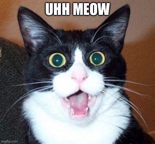 Surprised cat lol | UHH MEOW | image tagged in surprised cat lol,meow,cats | made w/ Imgflip meme maker