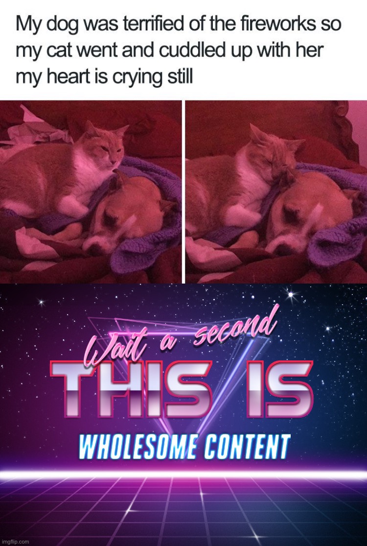 So wholesome :D | image tagged in wait a second this is wholesome content,memes,funny,cats,wholesome | made w/ Imgflip meme maker