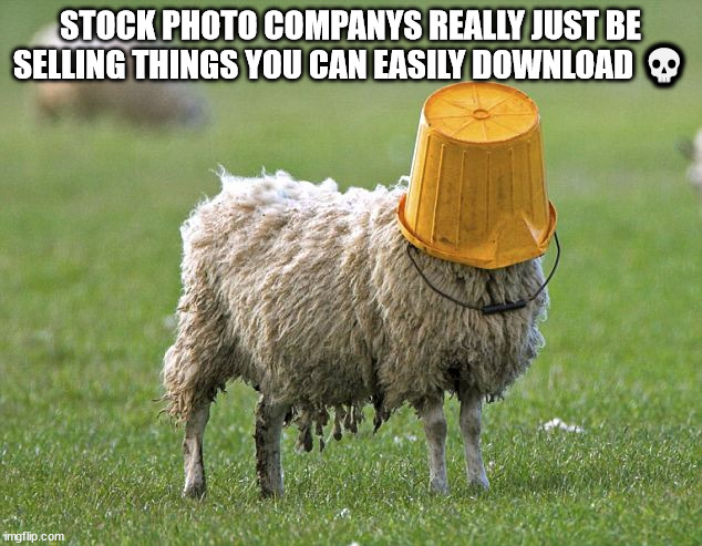 stupid sheep | STOCK PHOTO COMPANYS REALLY JUST BE SELLING THINGS YOU CAN EASILY DOWNLOAD 💀 | image tagged in stupid sheep | made w/ Imgflip meme maker